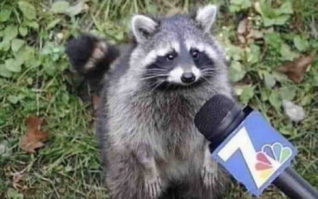 Guarromantico_'s tweet photo. — ¿Pero qué le ha pasado señor mapache?

— Pues, mapachao de todo. https://t.co/P1LHypnCTT