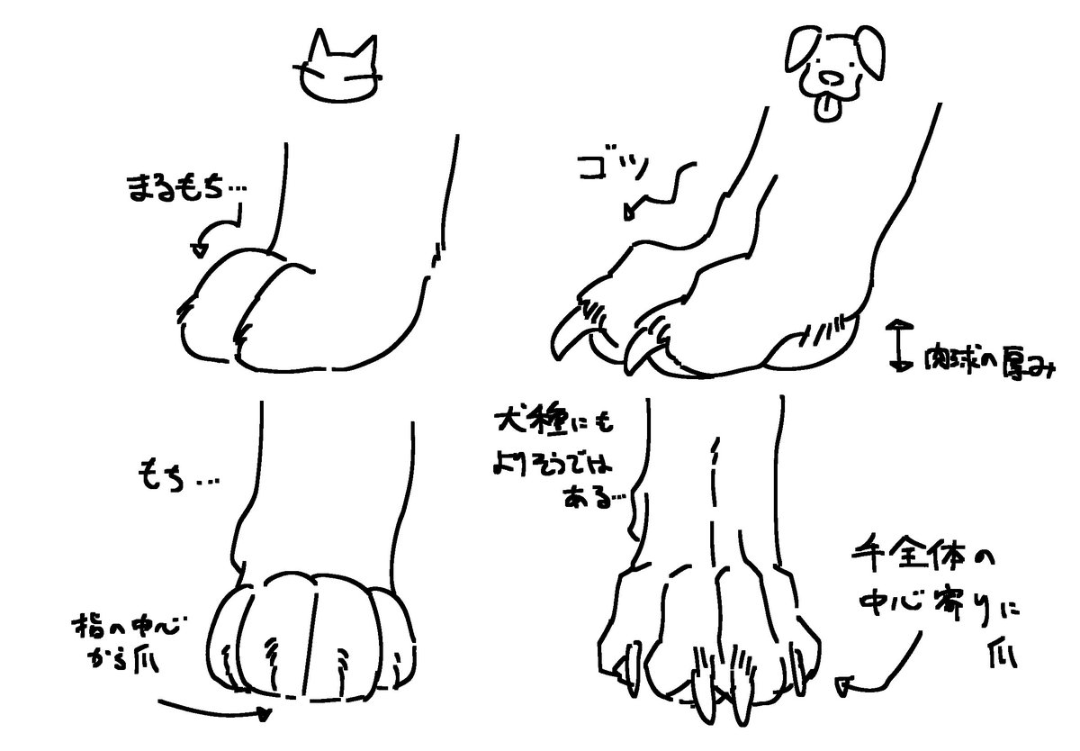 prussiancatdog's tweet photo. 今まで雰囲気で描いてたんだけど擬獣化にあたって犬の足よく見たら猫と全然違ぇ‼️となったのでメモ
犬によって差がありそうなのと、あくまで素人の見解なので鵜呑みにしないでください https://t.co/EIOoyNr3Yh