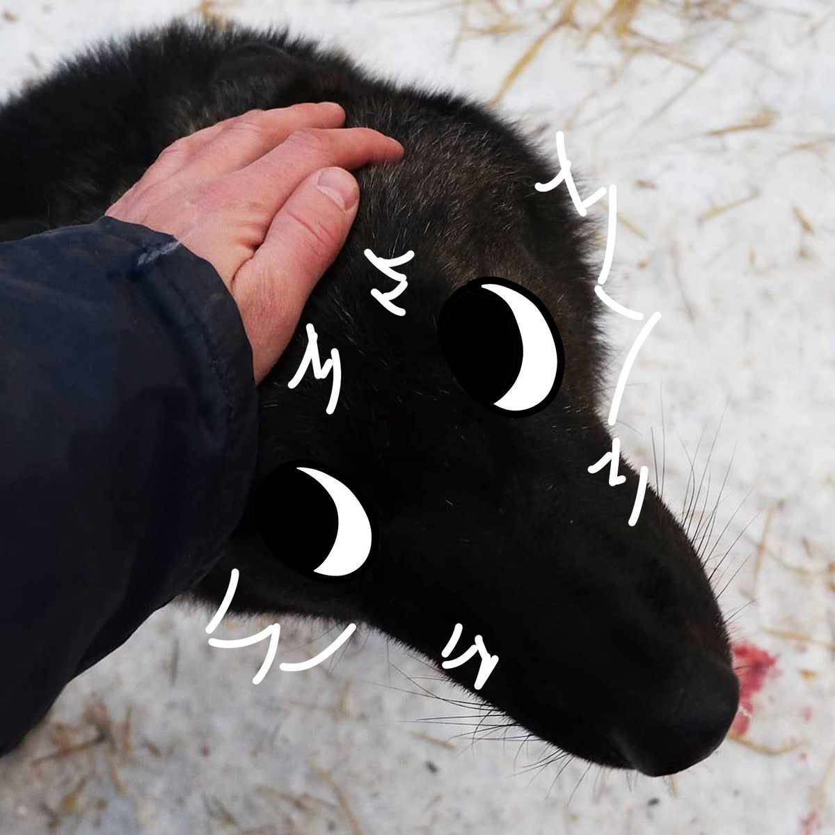 thecatidk's tweet photo. this black thing #wolf #animal #art https://t.co/lwlhbSOtaB
