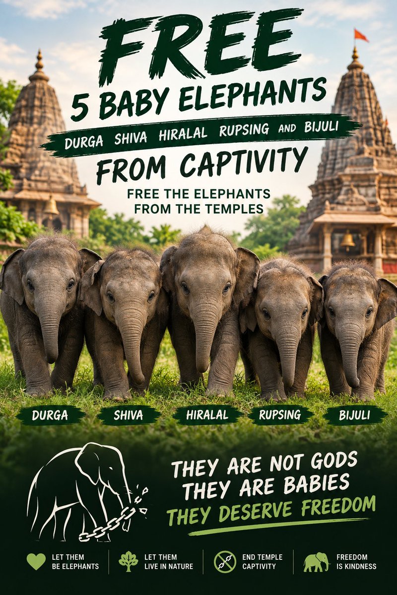 keeperofdgreen's tweet photo. Durga, Shiva, Hiralal, Rupsing and Bijuli. These are baby elephants which were brutally separated from their families and made to travel 3000 kms.

They don’t deserve to be chained. Free them from captivity now!

#FreeTheFive
#NoElephantsInTemples
#VerifyTheFive
#StopElephantCaptivity