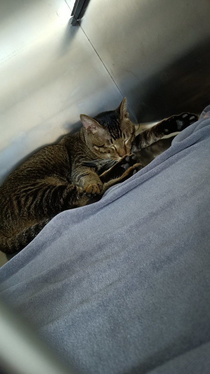 MellissaSpoahw's tweet photo. Mi gatito ha crecido 3cm en solo dos semanas, cada momento de su crecimiento es un regalo único! https://t.co/JAPx1mxbRU