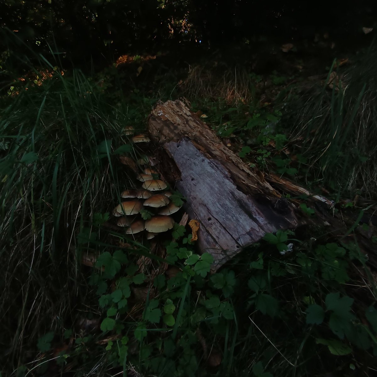 bobabunkoo_'s tweet photo. early autumn diaries https://t.co/SapVe03Cf5