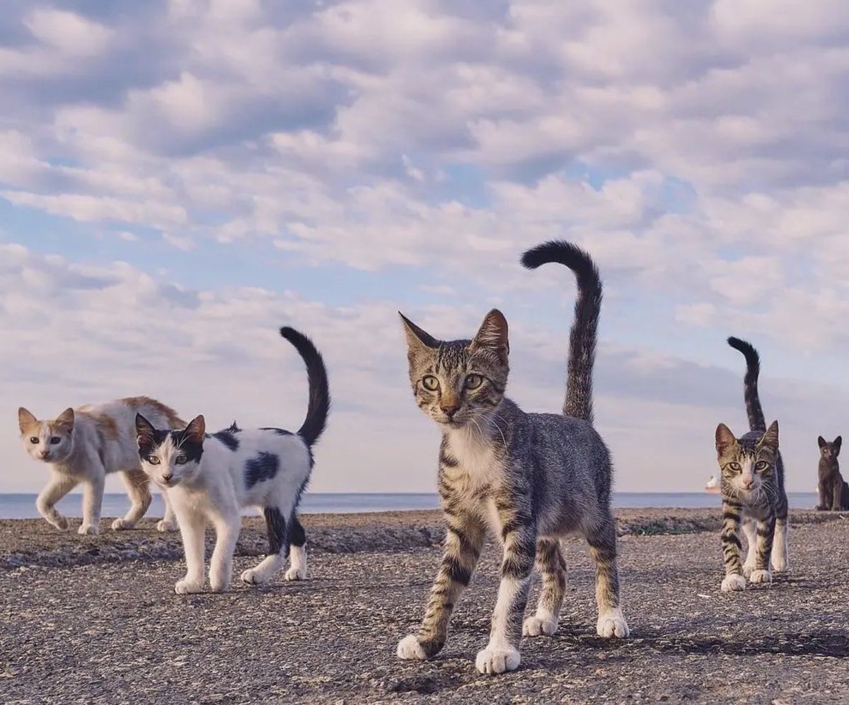 istanbulcatsrh's tweet photo. The streets were just the beginning. 

We’re coming to take over the Robinhood 

$CATS https://t.co/k5e8xgG3xv