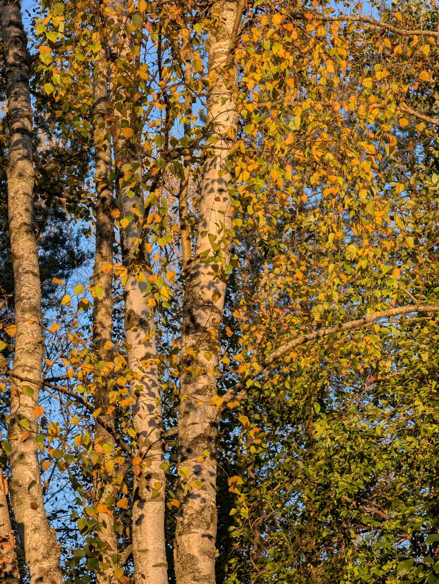 ASalvadorini's tweet photo. Autumn is coming in #vikkeland ! 🔥

#dog #autumn #nature #outdoor 
#teampixel @madebygoogle https://t.co/ud3NfCEoxg
