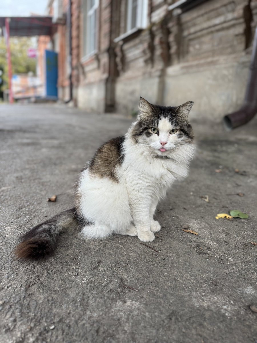 irincha81's tweet photo. Таганрог, котика бросили на улице. Хозяева уехали и оставили его. Кормит соседка. Просит пристроить, впереди зима. Может кому приглянется 🙏🏻😩 https://t.co/LAmV6WZw0t