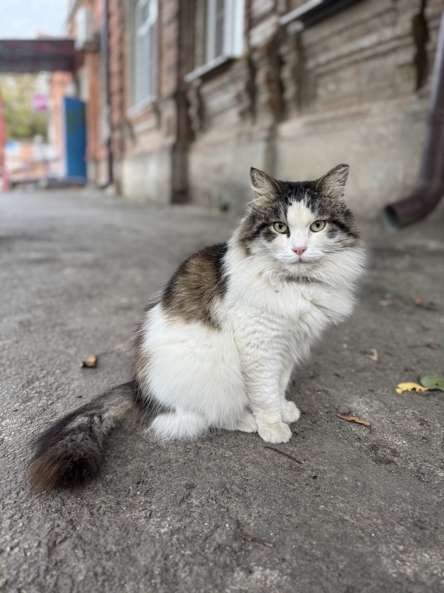 irincha81's tweet photo. Таганрог, котика бросили на улице. Хозяева уехали и оставили его. Кормит соседка. Просит пристроить, впереди зима. Может кому приглянется 🙏🏻😩 https://t.co/LAmV6WZw0t
