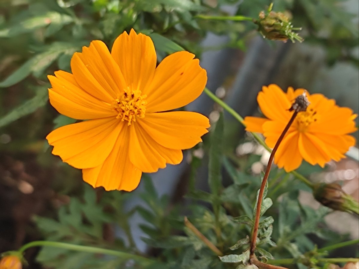CelinaMattoz's tweet photo. Hoy me sentí como una flor que acaba de florecer, pequea pero llena de luz. ， https://t.co/vfy4reB1Nl