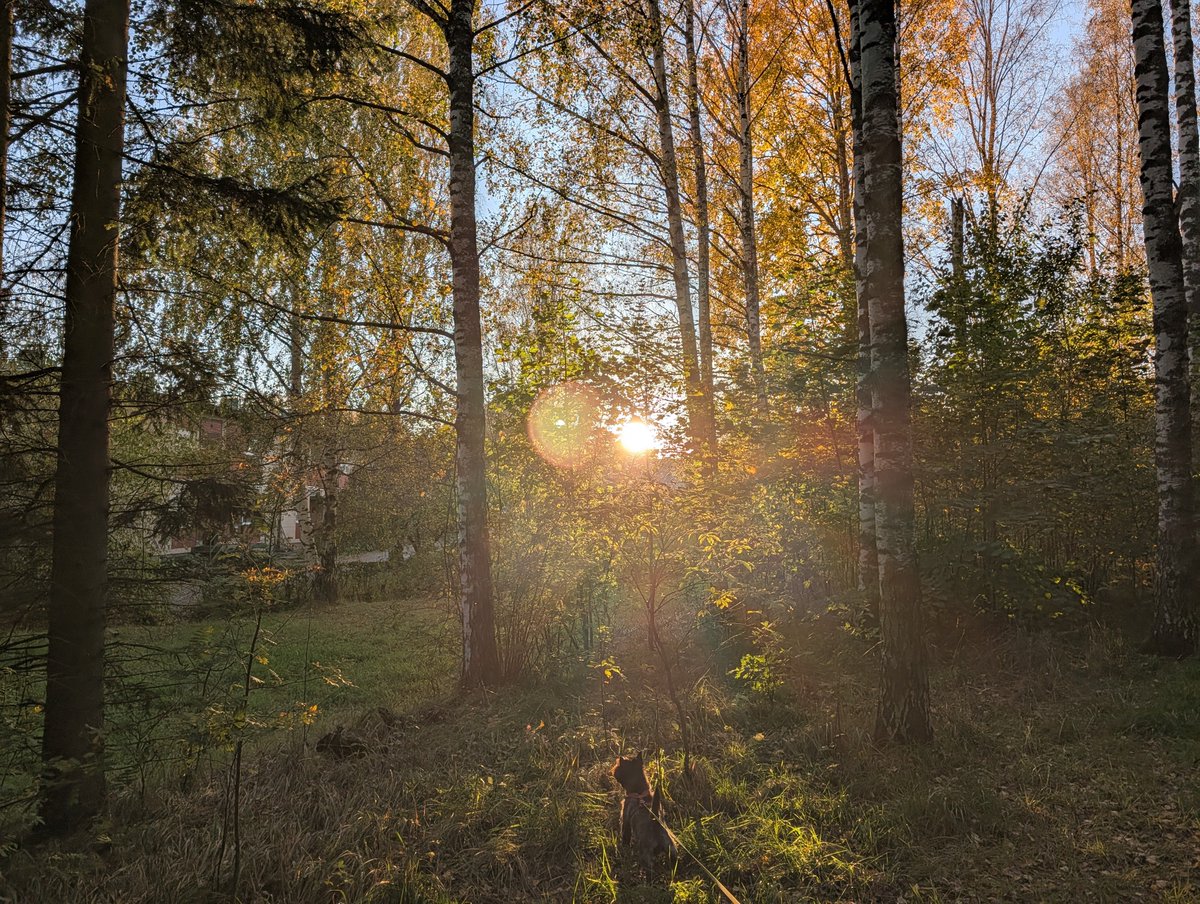 ASalvadorini's tweet photo. Autumn is coming in #vikkeland ! 🔥

#dog #autumn #nature #outdoor 
#teampixel @madebygoogle https://t.co/ud3NfCEoxg