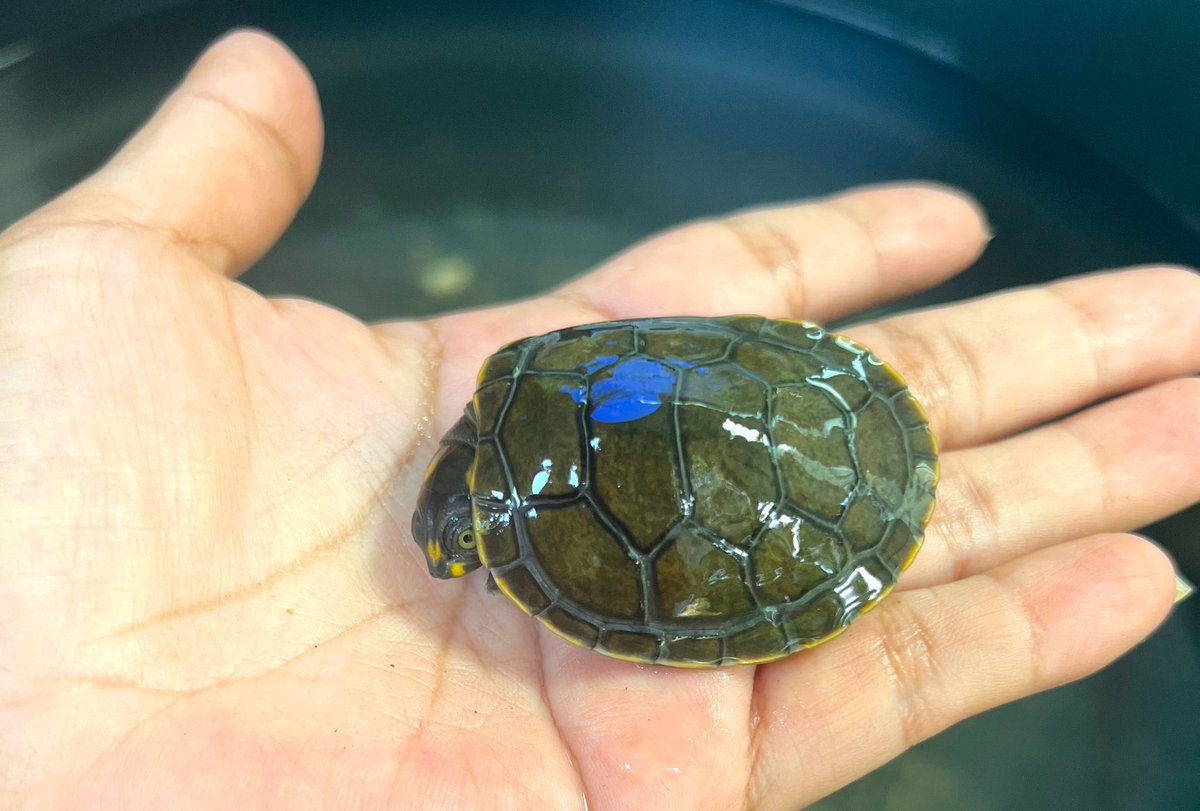 Ojo_Publico's tweet photo. #Exclusivo El negocio de la fauna en la Amazonía: La ruta de la investigación penal contra las hermanas Ferreyra por presunto tráfico de especies. 
Por: Santiago Wills 🧵
👉 https://t.co/cw0hn9cXNT 👈 https://t.co/5oNelAjs6S
