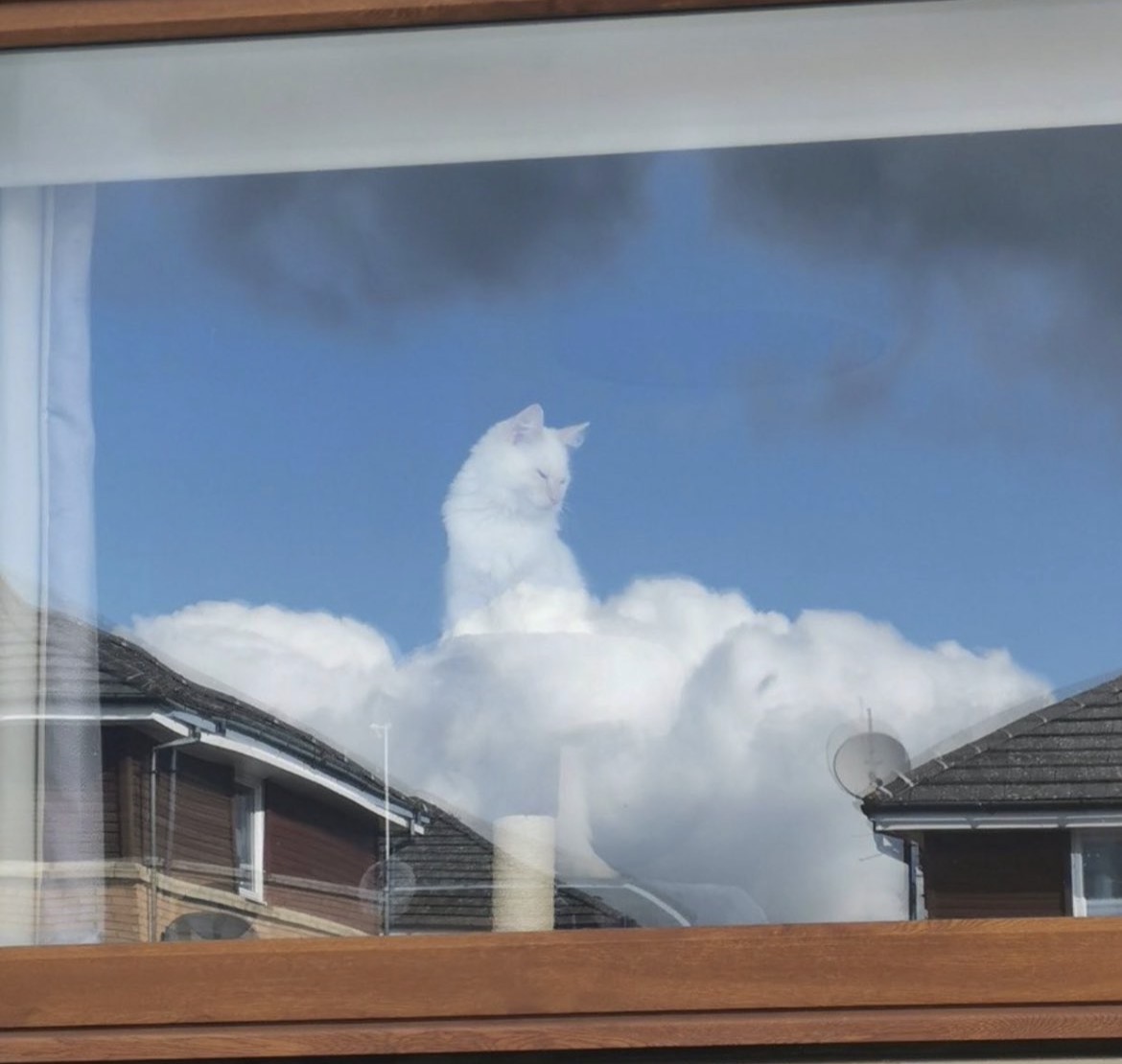 animal_kyawa_'s tweet photo. 雲の上にいる猫神様みたい✨ https://t.co/OobTyKnTlb