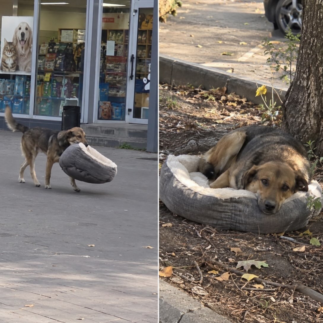 lovedoggods's tweet photo. All he needs is a safe place. https://t.co/AtwvvvQssu