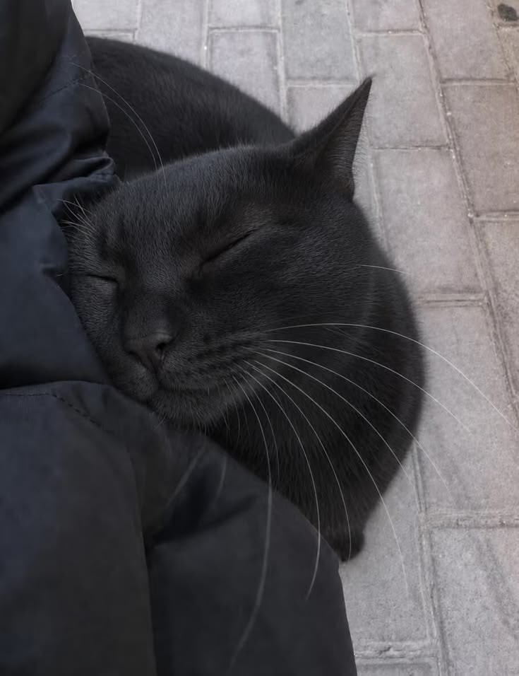 NoCatsNoLife_m's tweet photo. Their season is coming. 🐱🖤🎃 https://t.co/CAcy5uKR8a