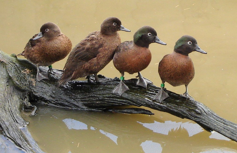 extinctoftheday's tweet photo. When the Campbell Island teal was rediscovered, 11 were taken into captivity. 24 years later they finally bred.

Even then, one of the world's densest rat populations had to be removed before they could return

Now hundreds live in the wild, though they remain rare and secretive https://t.co/Az9npKuepS