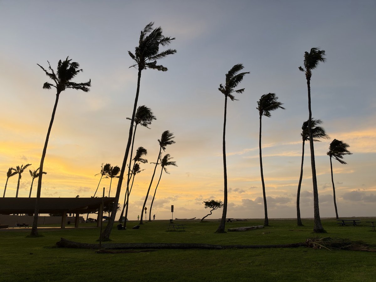 be808's tweet photo. downed tree at puuloa beach park #ewabeach @KHONnews @HawaiiNewsNow @KITV4 https://t.co/wvTIjbLIZR
