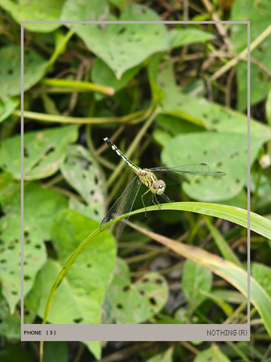 elsewhere817's tweet photo. Dragon fly... Quick click...  
Love the details .. 
@nothing @Snapdragon 
#Nothing #nothingphone3 #snapdragon https://t.co/lPcJkxn82j