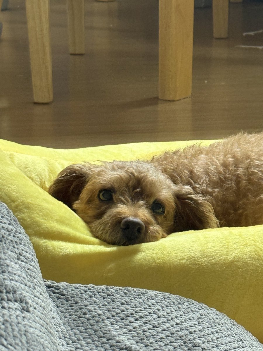 posssseul's tweet photo. 우리집 가나지 봐여🐾 https://t.co/BZTHIADU1k
