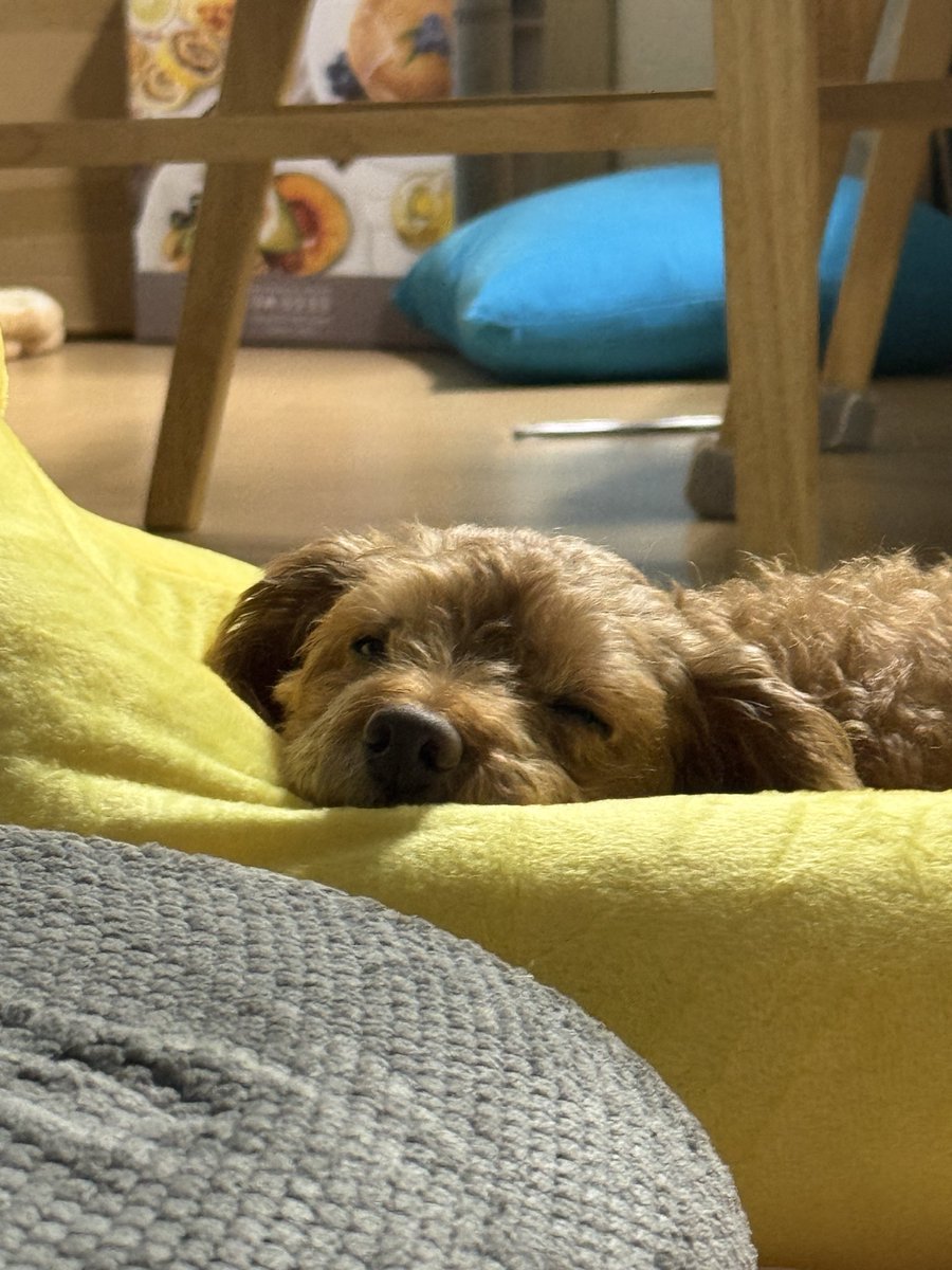 posssseul's tweet photo. 우리집 가나지 봐여🐾 https://t.co/BZTHIADU1k