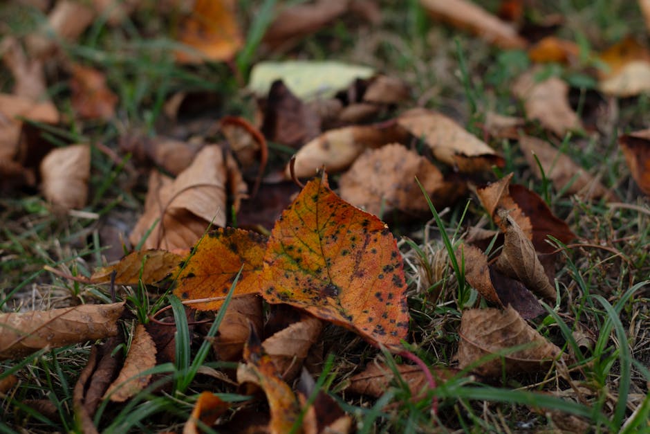 LawrenceRormie's tweet photo. في لحظة، الروح يضيء كل الطرق الطويلة. العلاقة الأبدية على viola scrimpsher🍂 https://t.co/0269aUKc5k