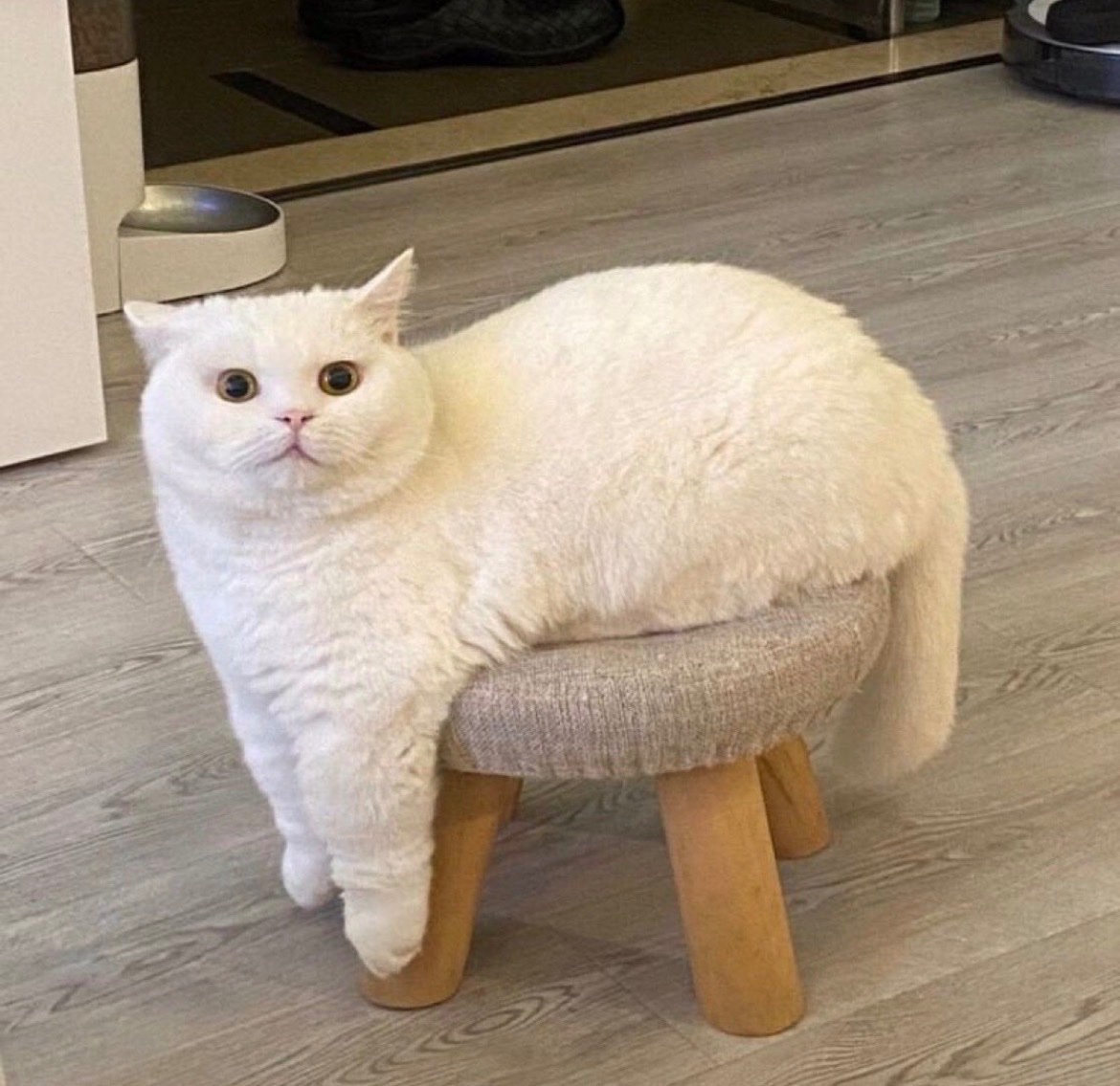 animal_kyawa_'s tweet photo. 絶妙に足届かない猫🤭 https://t.co/bqI2BNK50l