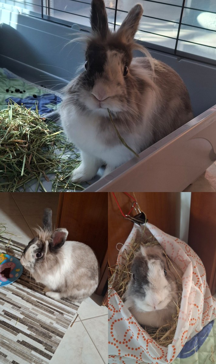 Barbara17363245's tweet photo. I'm a bit late, but Happy International rabbit day, my little queen!👑🐰🎀
#InternationalRabbitDay https://t.co/SJYLfiP3Vz