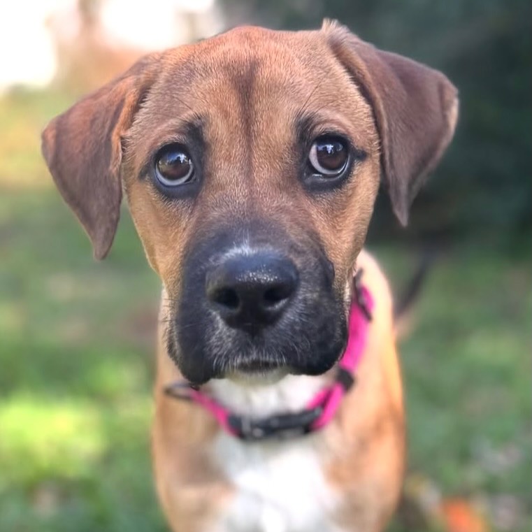 GuadalupeKed0's tweet photo. Fluffernutter is a shy but curious pup who loves treats, toys, dogs, cats, birds, and cuddles. She’s looking for a patient, loving forever family to help her blossom. Interested in adopting or fostering? Text (732) 503-9310. https://t.co/8IVjUjhsKe