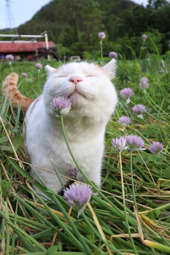 LazzoFiaba's tweet photo. @catmax2942038 Thank you!
Russian cat, so to say) https://t.co/2ccesAAnqf