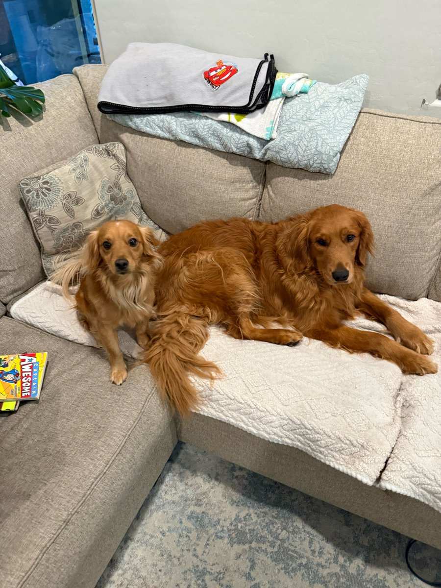 DevinKCreates's tweet photo. Sunday morning at our house. Oro and Finley already took the good spots on the couch. I'm making coffee around them.
#ugc #ugccreator #petugc #dogugc #petbrands https://t.co/jWt2E0Qr0G