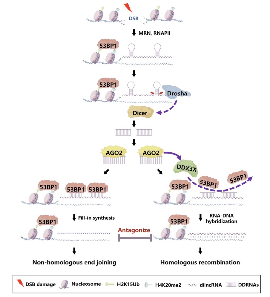 cddpress's tweet photo. “DDX3X regulates DNA repair pathway choice at double-strand breaks via RNA-DNA hybrid formation”

This work highlights a new mechanism controlling #DNARepair and tumor cell sensitivity to #chemotherapy ⤵️
https://t.co/jjRBP8A6nl https://t.co/0uHX6FqG9m