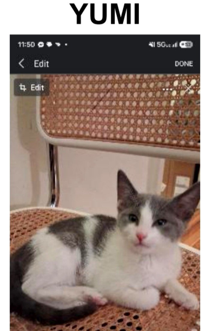 MeowMiya88's tweet photo. 📢🇺🇸🆘️🚨⏳️💔😿Please RT to find Yumi #NYC #missingcat #lostcat #Brooklyn #CatsOfTwitter #CatsOfX @HAPetRescuer https://t.co/tassuIowtI