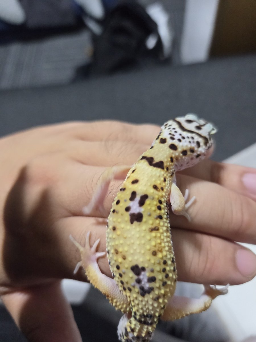 hamuoji04's tweet photo. からち背中白くなってきた？こんな模様前無かった気がするけど https://t.co/uAc7kO6vaH