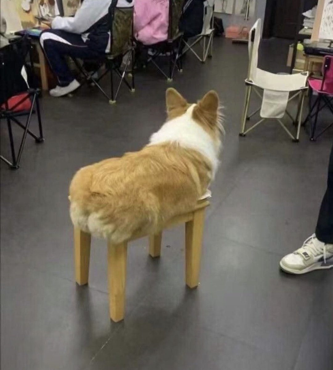 animal_kyawa_'s tweet photo. 一瞬目を疑った🤣🤣 https://t.co/z5wvSTY7C2