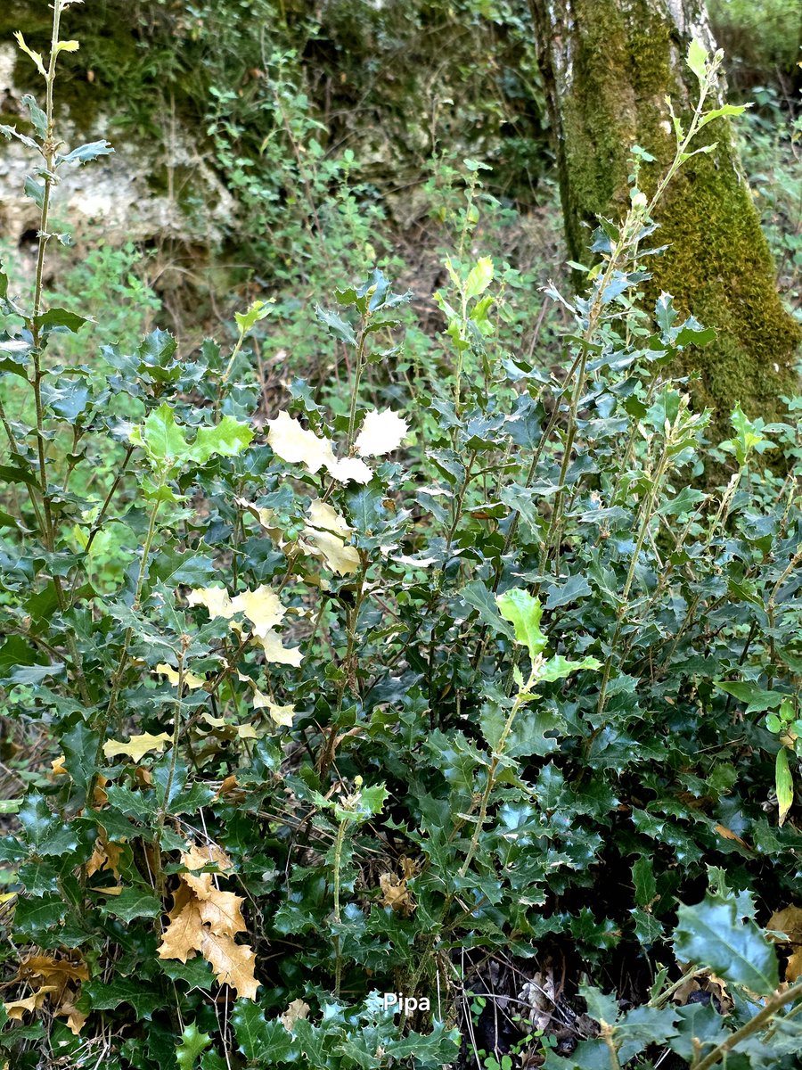 pipapipia's tweet photo. If when walking through Nature, we observe. We will be able to see what is happening.🌿🍂 https://t.co/raR6MPR1C2