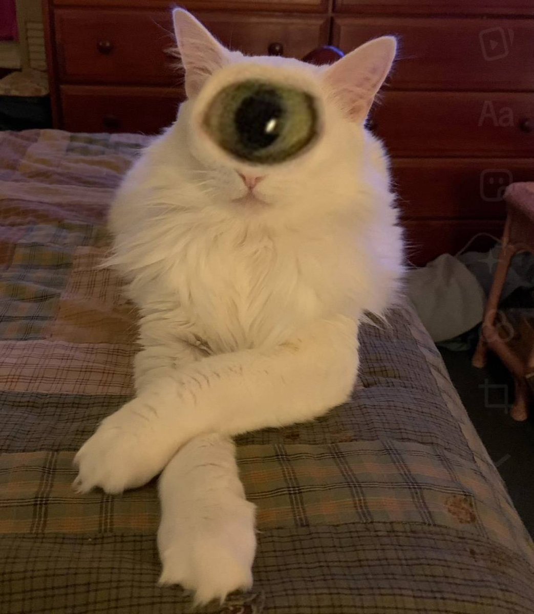 CCat_Art's tweet photo. The terrifying cyclops ʘ3 

#meme #art https://t.co/Hz5kcRU5EB
