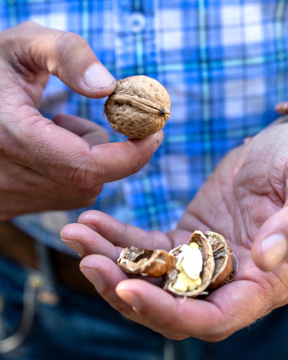 cagrownofficial's tweet photo. Fact: walnuts are the only nuts that contain significant amounts of Omega 3 fatty acids. Learn more about the health benefits of walnuts: https://t.co/itCHRzNL6o
@cawalnuts #foodthreads https://t.co/56tA13ZFyP