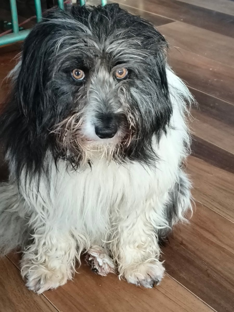 Dialos_the_God's tweet photo. Lawenda 💜- adoptowany kundelek o ludzkim spojrzeniu.  Wstrzymuje oddech, gdy myśli. "Wywala Biedronę", gdy robi protest. Jako szczeniak była krokodylkiem, i kłapie paszczą do dziś.  Niech jej wzrok zapadnie wam w pamięć!
#FromPetToTatari
#ClashOfCritters https://t.co/VHKFbD9bXd