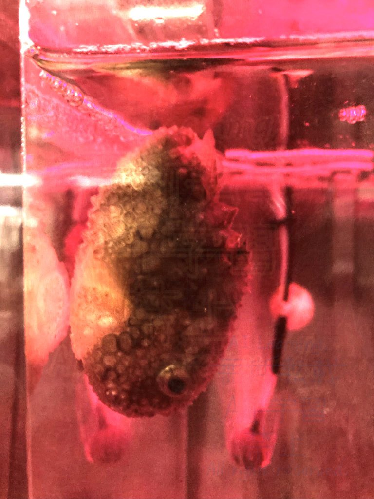 mizore_umus's tweet photo. そういえばせっかくアップで撮ったのに出してなかった
鳥羽水族館で見たやたら赤い照明に照らされてたダンゴウオ https://t.co/RJckCA6NtX