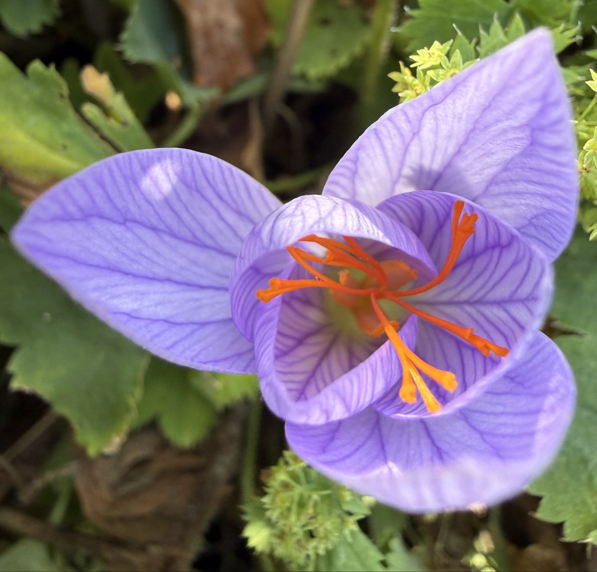 Ruth_tanzt's tweet photo. Mit dem filigranen Herbstkrokus mochte ich euch einen zarten, vielleicht zärtlichen Abend wünschen 🫶🏼 https://t.co/yRdXEIVMFw