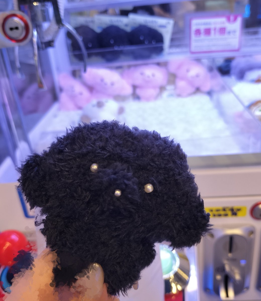 miri_wt06's tweet photo. この犬にに3000円も使っちゃったよ(´×ω×`) https://t.co/dqyqqNlTl8