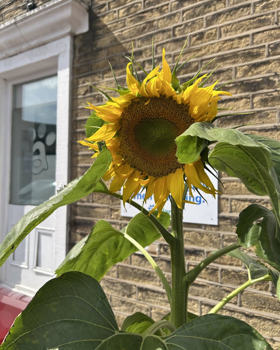 KizzyEastep7's tweet photo. Our beautiful sunflower is blooming at our Skipton branch! Have you seen it during your visits? https://t.co/B17HvdLmrS