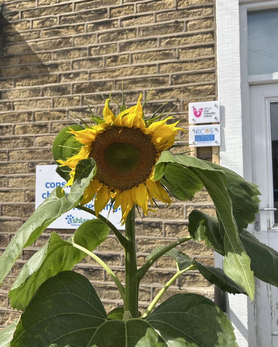 KizzyEastep7's tweet photo. Our beautiful sunflower is blooming at our Skipton branch! Have you seen it during your visits? https://t.co/B17HvdLmrS