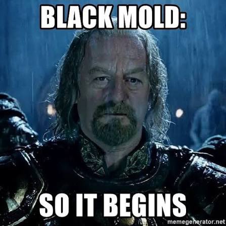 sepulchreal's tweet photo. #MoldMemes #Moldtwt https://t.co/zNqPepUPHC