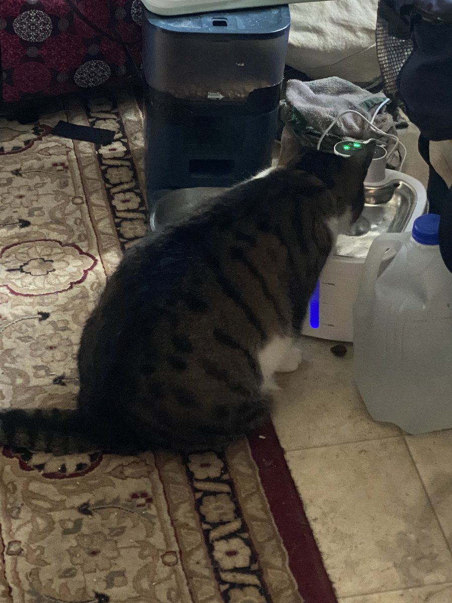 syncopepup's tweet photo. Quenching her thirst https://t.co/r9CPiVMegw