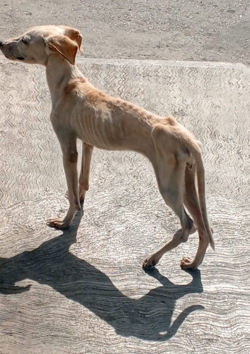 A64029345's tweet photo. Abandonada en la 34 al lado de moto toro ayuda por favor Barquisimeto hasta cuando tanta crueldad animal Dios mio estos Guaros no tienen corazón.. Y me disculpan los buenos.. Se busca gente buena que la adopte https://t.co/1ye2cTKtLs