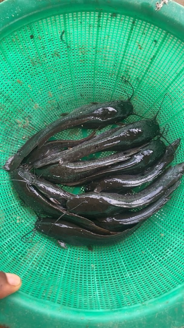 AroajiFarms's tweet photo. Farm with us @ Mega AroAji Agro Farms

#Agriculture #Aquaculture #FarmHouse #FHC #Farmer #9ja #NaijaFarmers #AnimalFarm #Catfish #FarmersOfNigeria #fyp #AjiAgroWealthLTD #FoodSecurityNG #AroAjiFarms #Livestock #MegaFarm #FoodSecurity #SustainableFarming #GrowWithUs #AjiAgroWealth https://t.co/SuaPiqsEA6