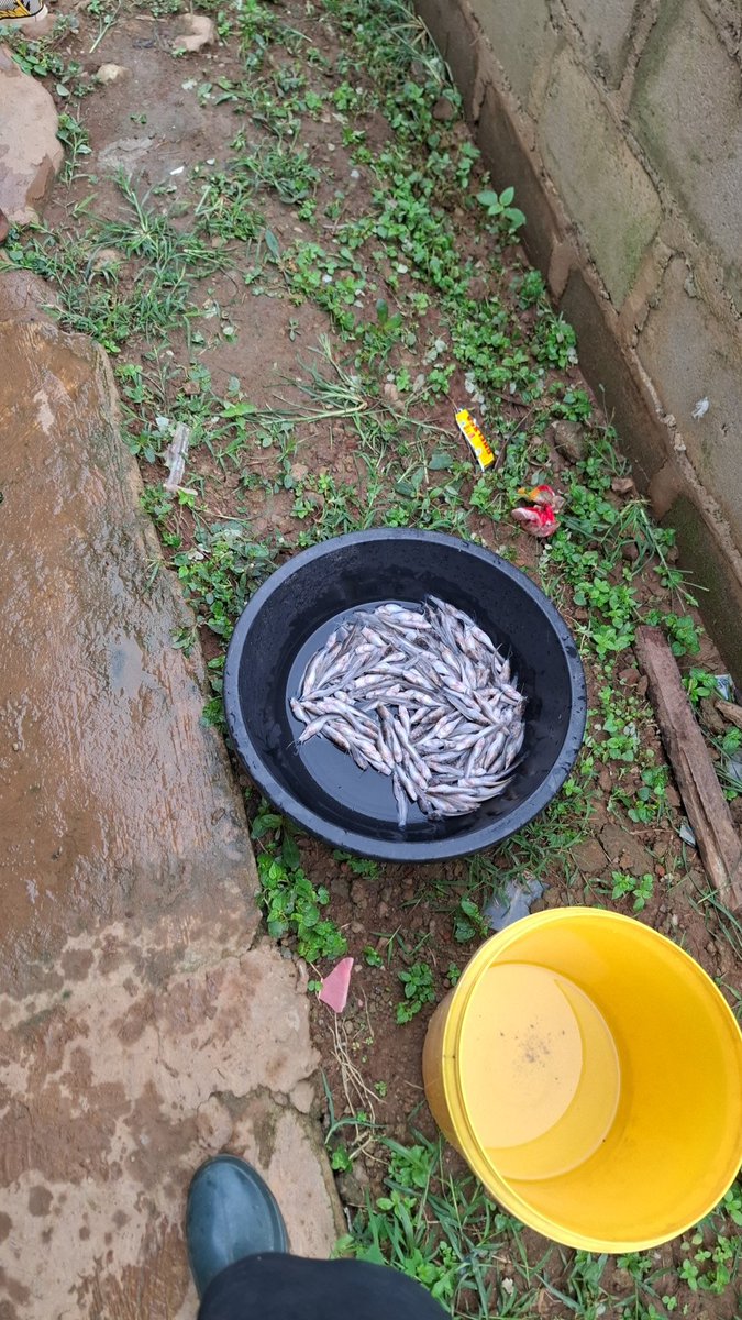 AroajiFarms's tweet photo. Farm with us @ Mega AroAji Agro Farms

#Agriculture #Aquaculture #FarmHouse #FHC #Farmer #9ja #NaijaFarmers #AnimalFarm #Catfish #FarmersOfNigeria #fyp #AjiAgroWealthLTD #FoodSecurityNG #AroAjiFarms #Livestock #MegaFarm #FoodSecurity #SustainableFarming #GrowWithUs #AjiAgroWealth https://t.co/SuaPiqsEA6