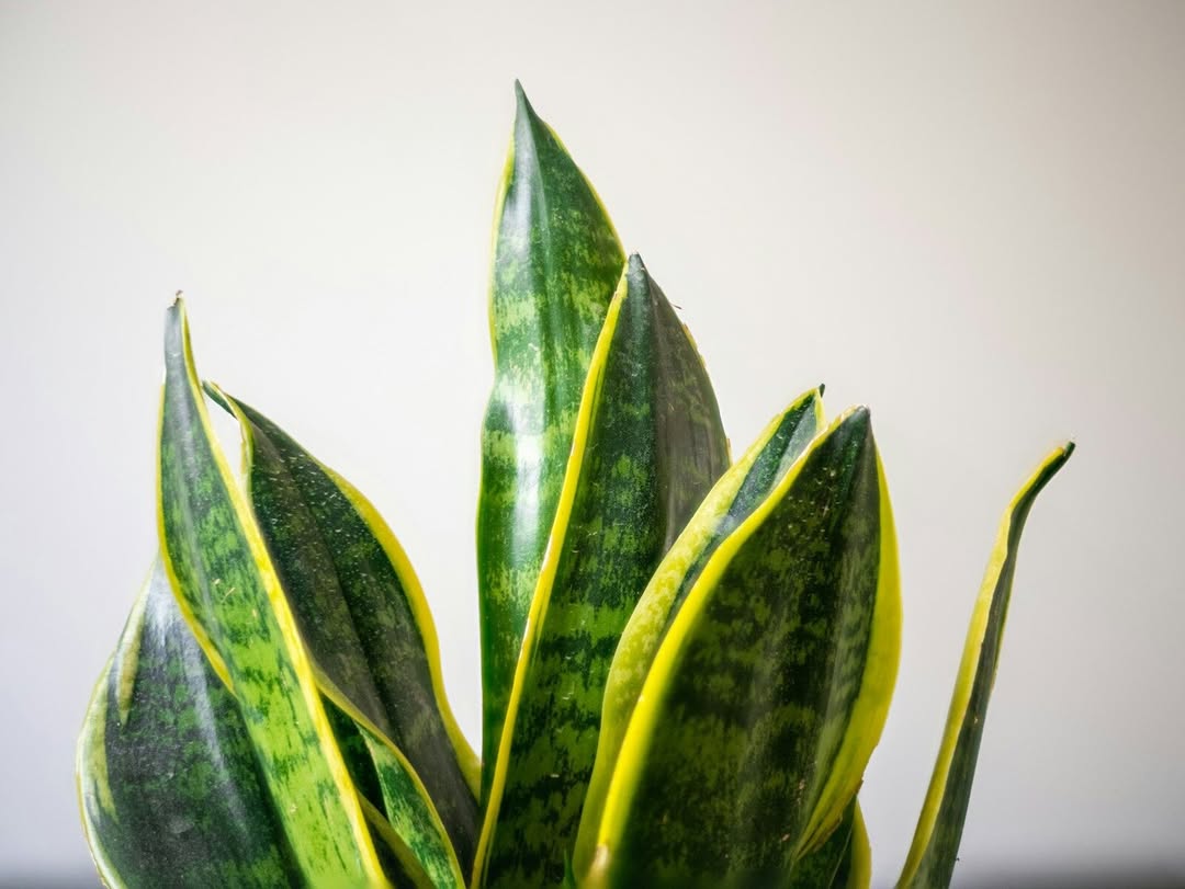 ChristyVango's tweet photo. Houseplants can boost your mood, reduce stress, and improve focus. Snake Plants tolerate low light and release oxygen at night, making them ideal for bedrooms. Have plants changed how you feel at home? https://t.co/AlhizcHaGd
