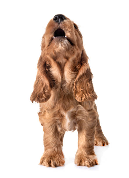 Spurdo_R's tweet photo. わんちゃんと桜トンネル🌸🐕 https://t.co/ceK6mwSwbB
