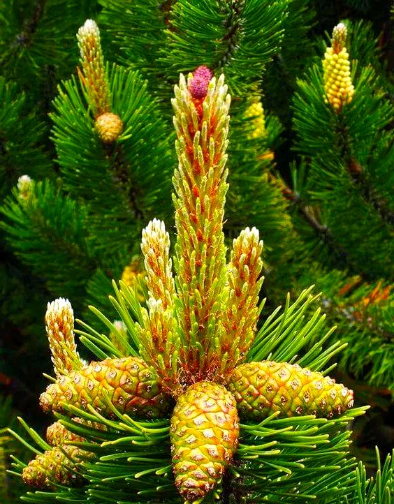 Manish35006456's tweet photo. Amid the crisp autumn scenery, I wandered past the old pine in the woods, where a delicate wild flower bloomed quietly beside it, adding a touch of gentle charm to the serene and cozy atmosphere. https://t.co/2y48k48MR3