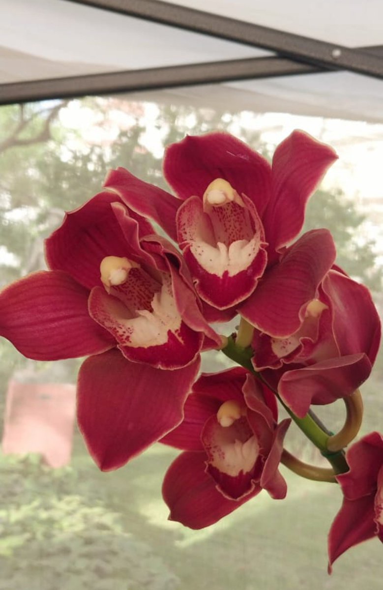 SilviaChaves5's tweet photo. Cymbidium en rojo.
#orquideas en Jard5 Botánico, Buenos Aires https://t.co/PUEut29WR6