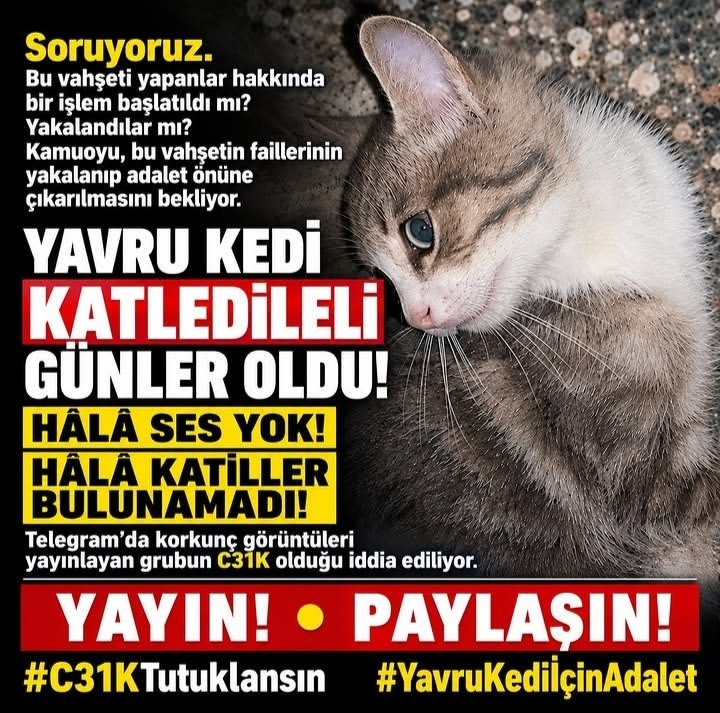 KopruluHat87739's tweet photo. #minigiunutma 🇹🇷⚖️🇹🇷 https://t.co/HRylhD8aso